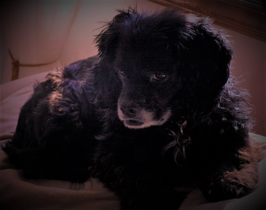 Beautiful Clover 10 years old